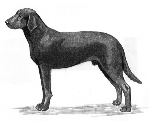 Majorca Shepherd Dog