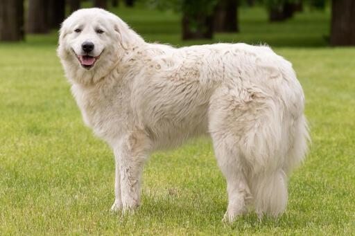 Maremma And The Abruzzes Sheepdog