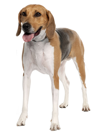 Medium Sized Anglo French Hound