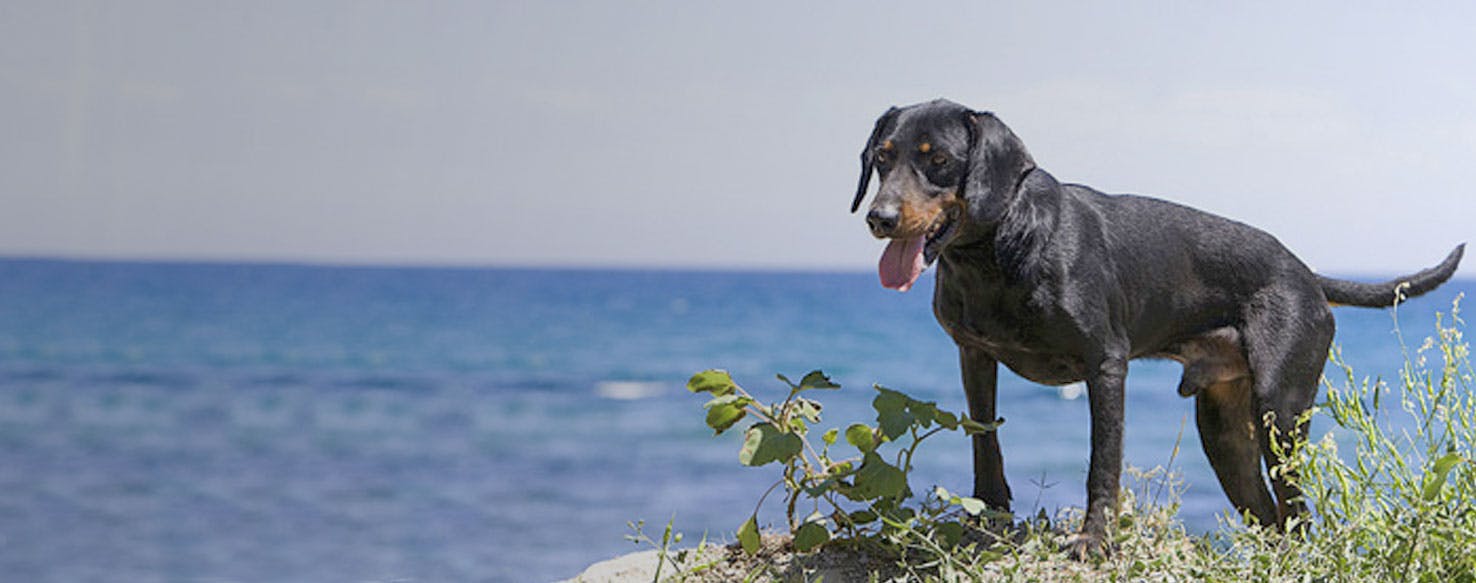 Montenegrin Mountain Hound