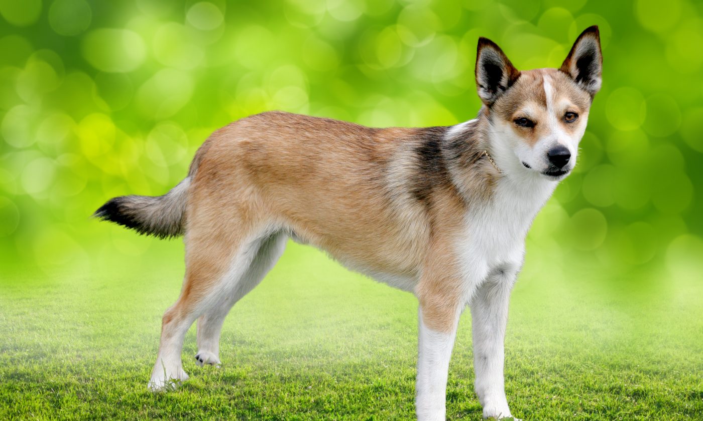 Mystery Dog