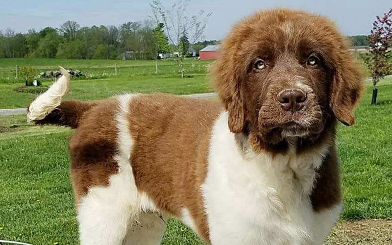 Newfoundland