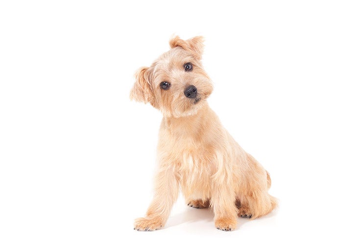 Norfolk Terrier