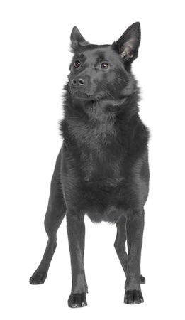 Norwegian Elkhound Black