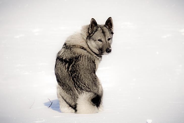Norwegian Elkhound Grey