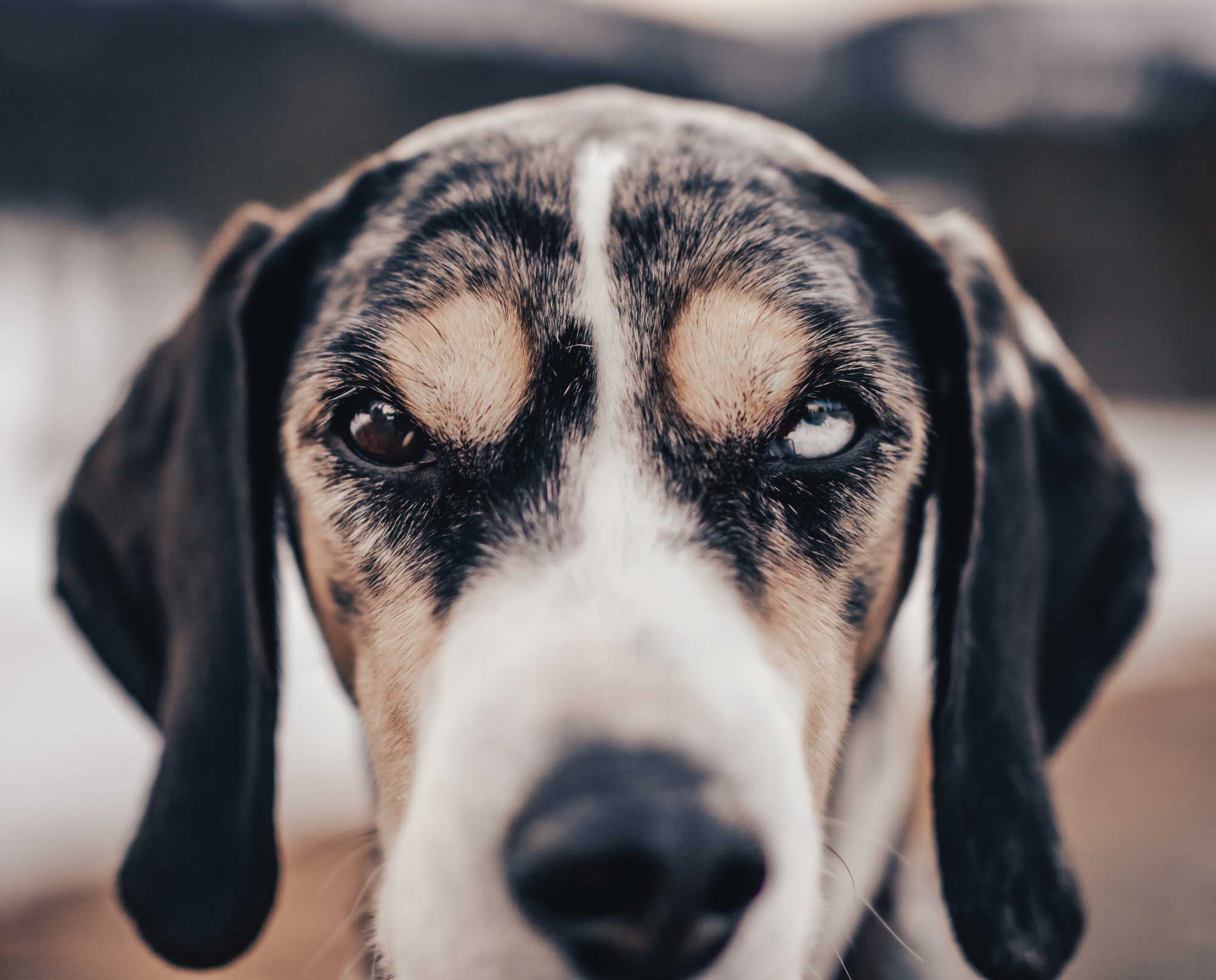 Norwegian Hound