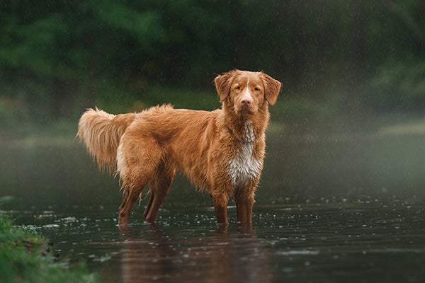 Nova Scotia Duck Tolling Retriever