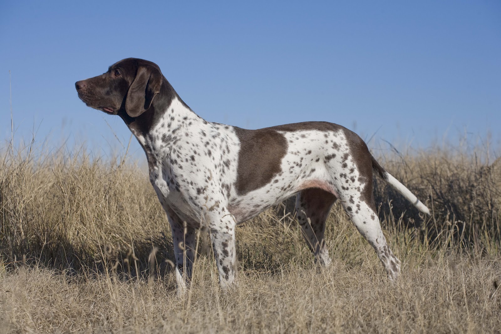 Old Danish Pointing Dog
