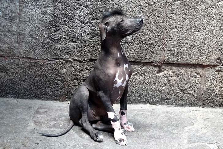 Peruvian Hairless Dog