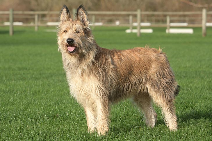 Picardy Sheepdog