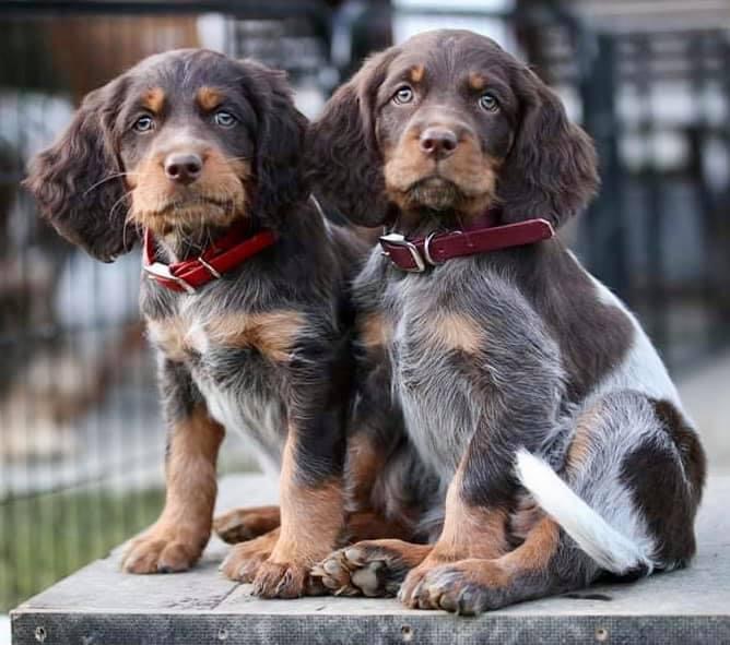 Picardy Spaniel