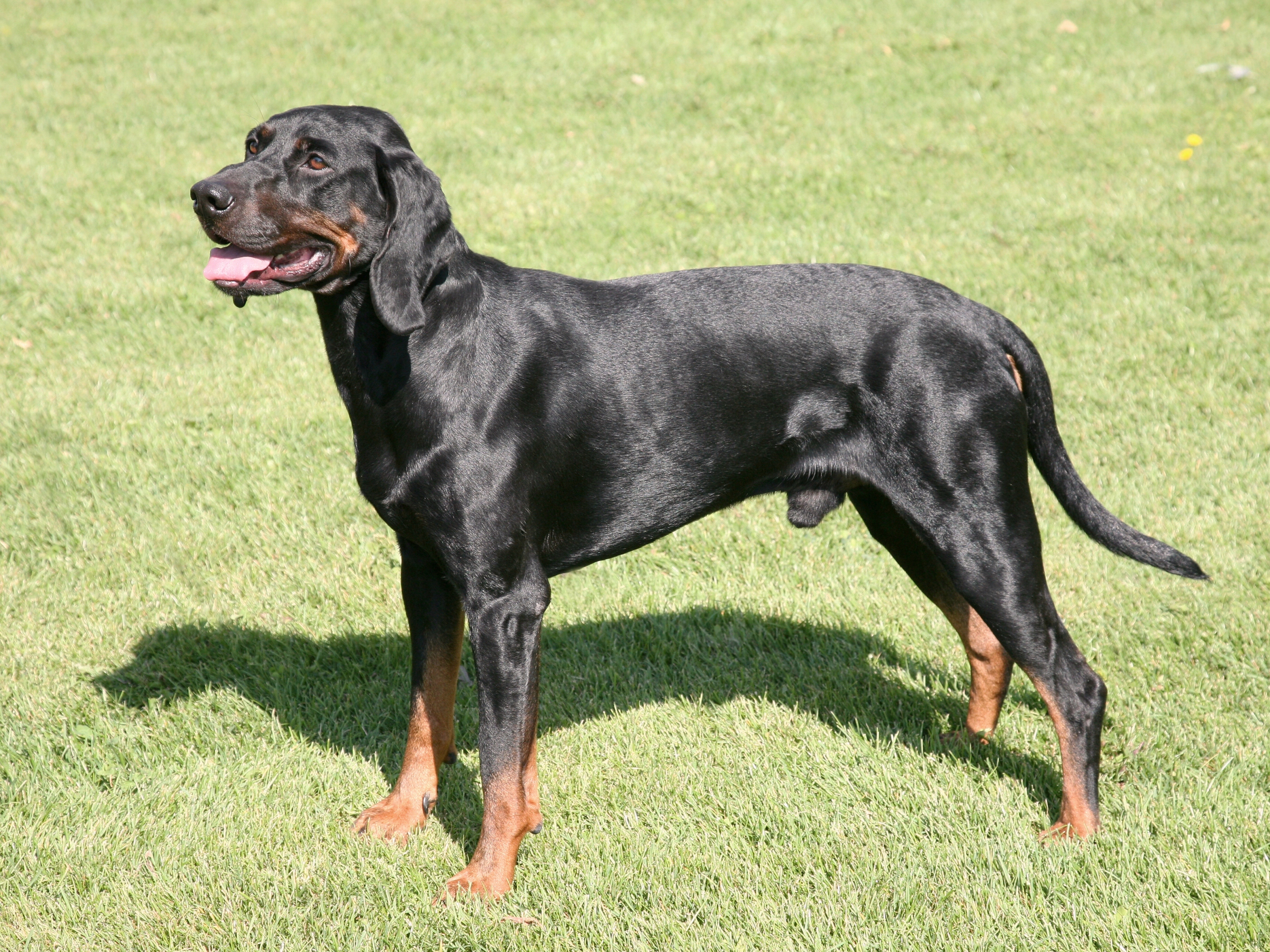 Polish Hound