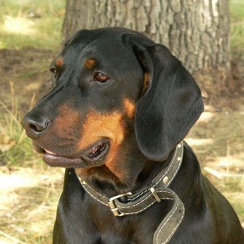 Polish Hunting Dog
