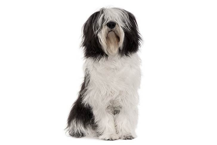 Polish Lowland Sheepdog