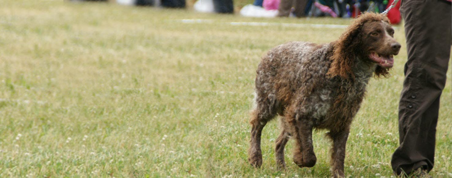 Pont Audemer Spaniel