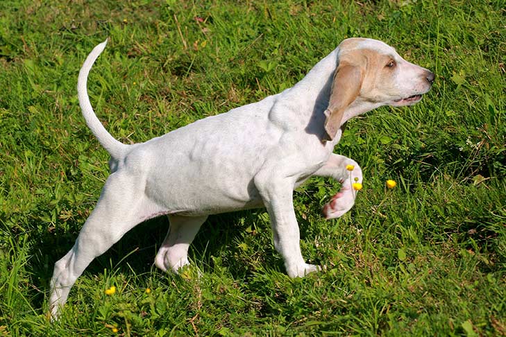 Porcelaine
