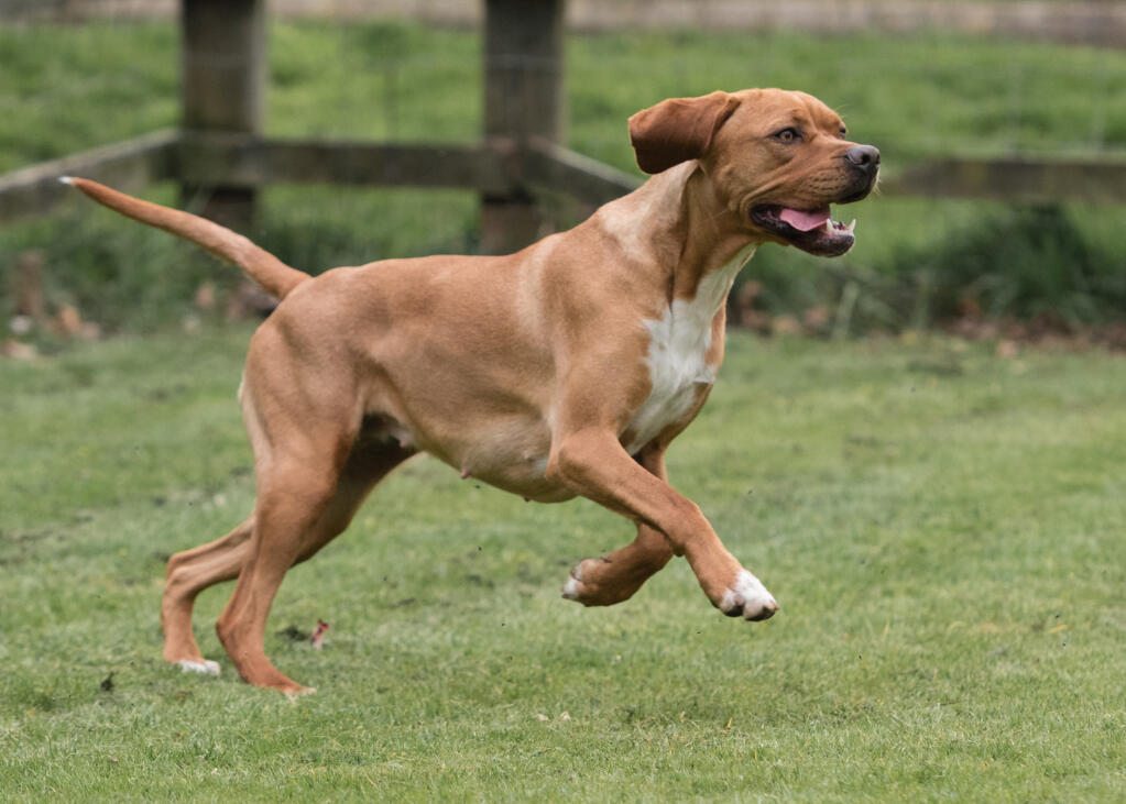 Portuguese Pointing Dog