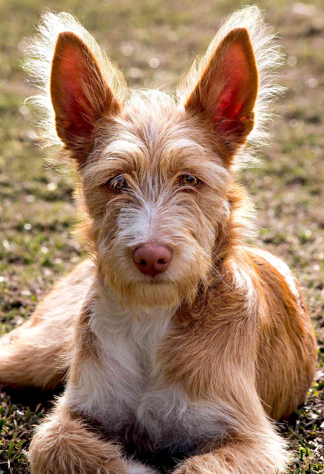 Portuguese Warren Hound Portuguese Podengo