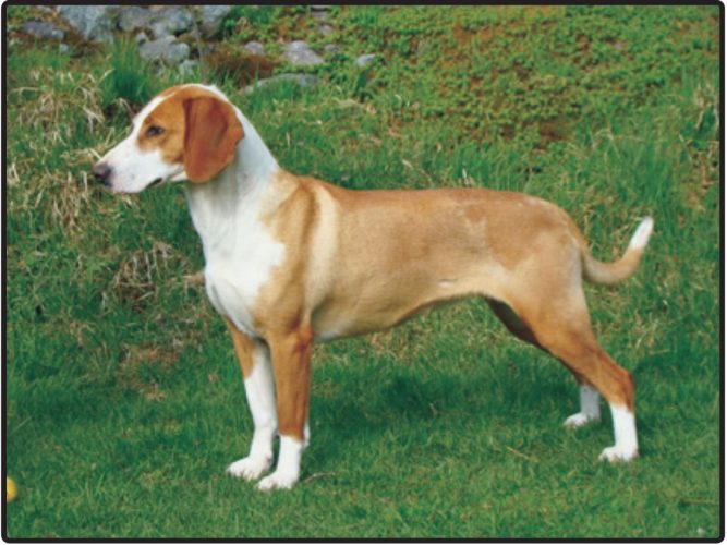 Posavatz Hound