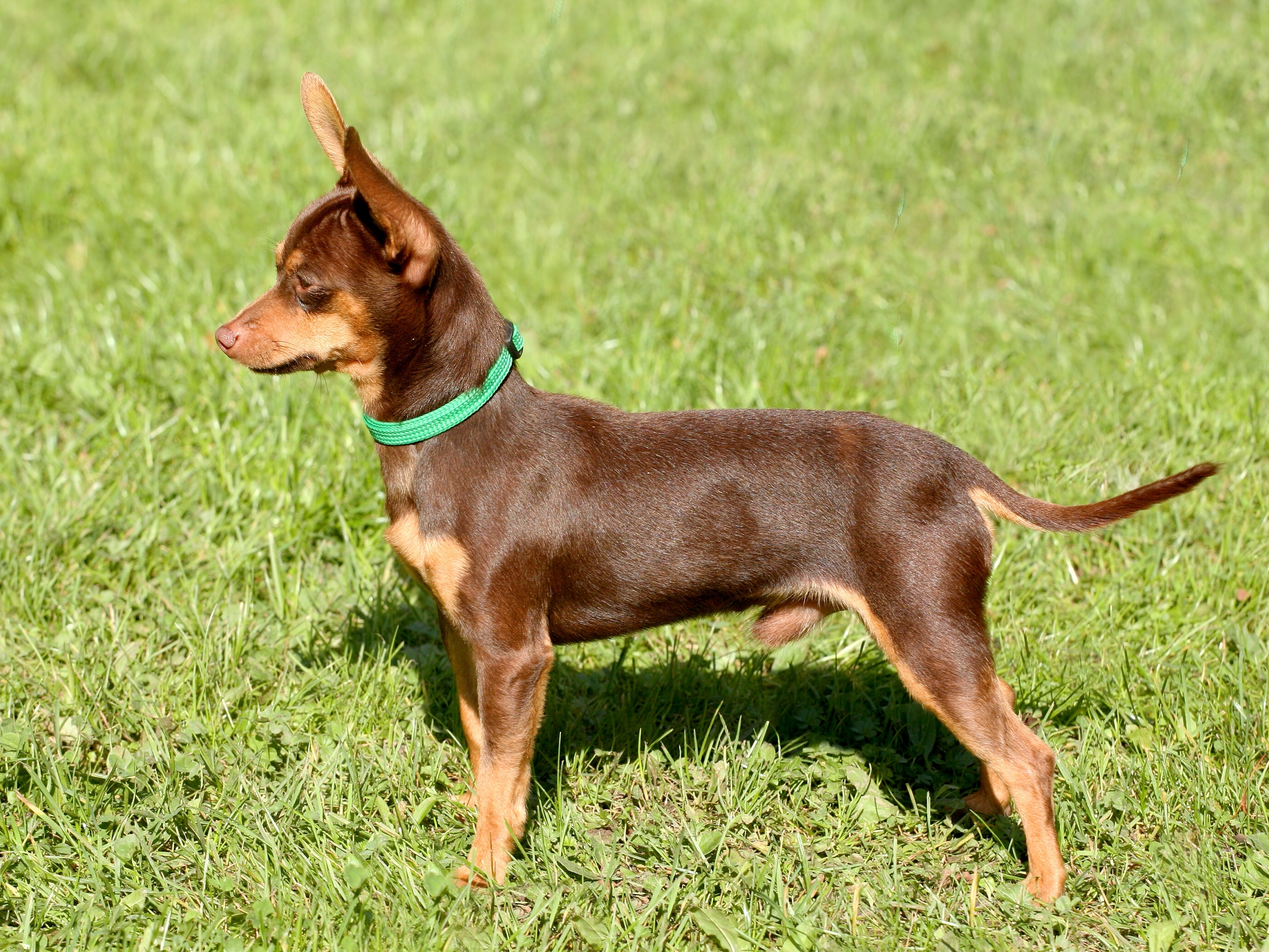 Prague Ratter