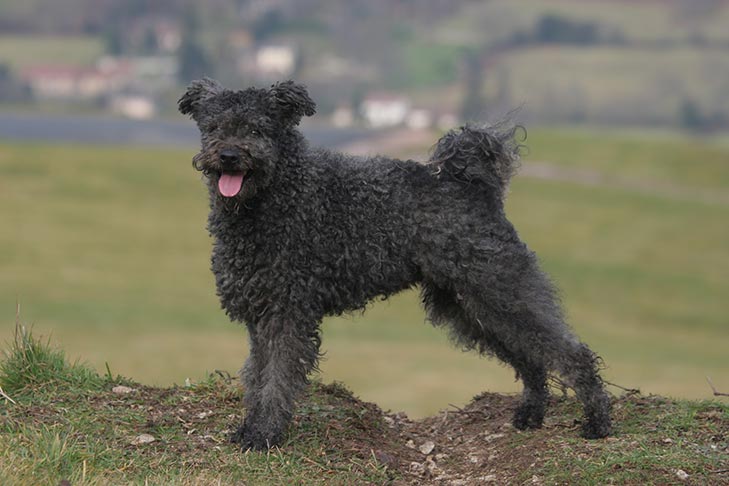 Pumi