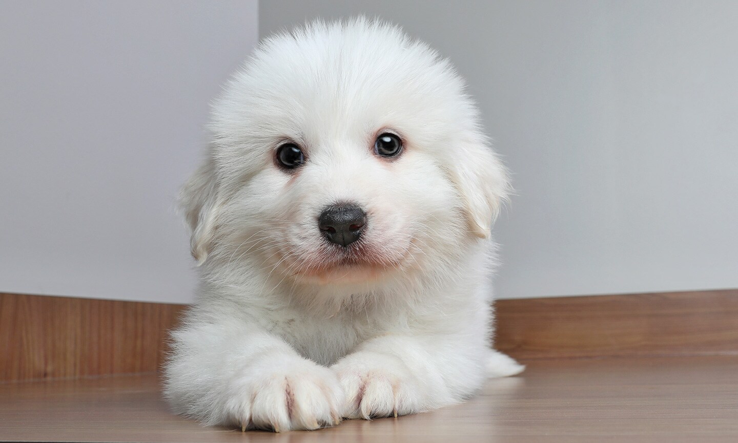 Pyrenean Mountain Dog