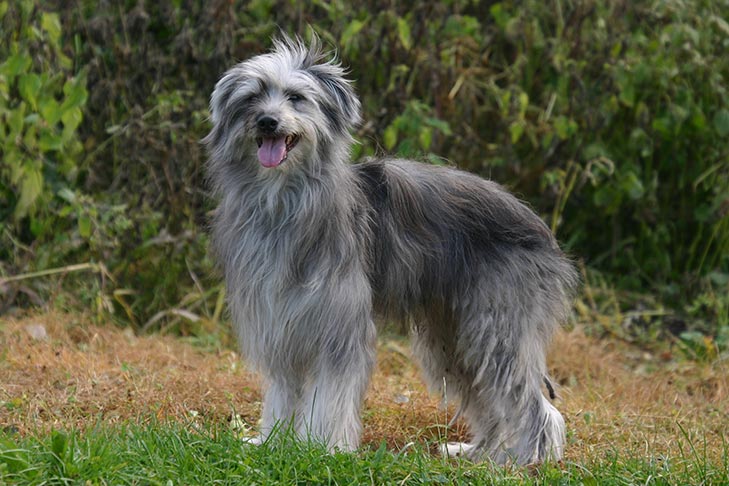 Pyrenean Sheepdog Smooth Faced