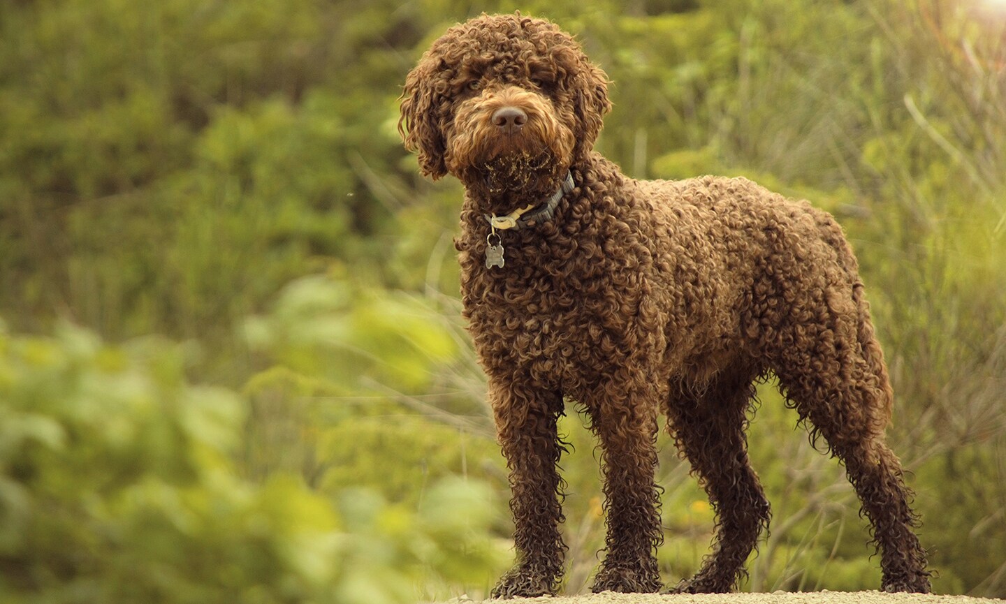 Romagna Water Dog