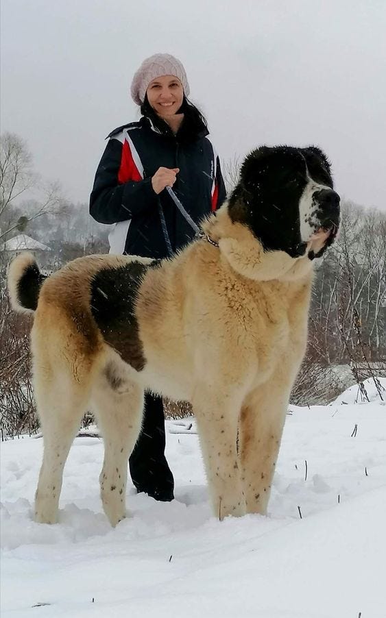 Romanian Bucovina Shepherd