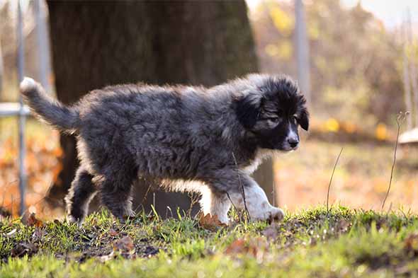 Romanian Carpathian Shepherd Dog