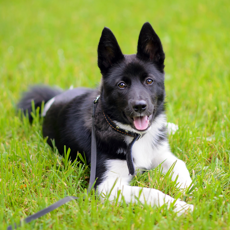 Russian European Laika