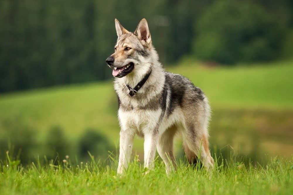 Saarloos Wolfhond