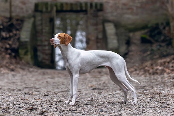 Saint Germain Pointer