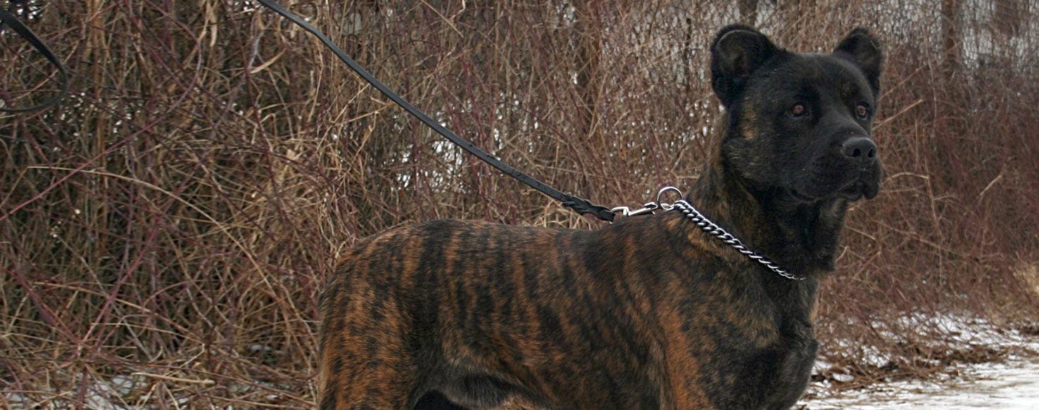 Saint Miguel Cattle Dog