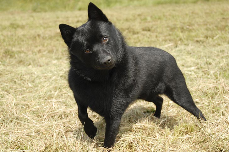 Schipperke