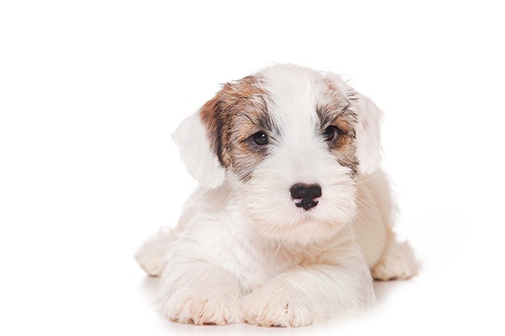 Sealyham Terrier