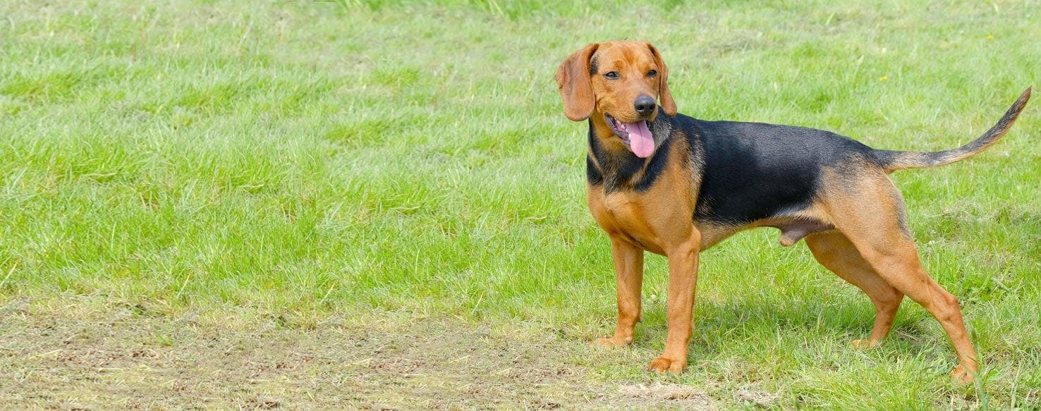 Serbian Hound