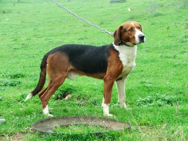 Serbian Tricolour Hound