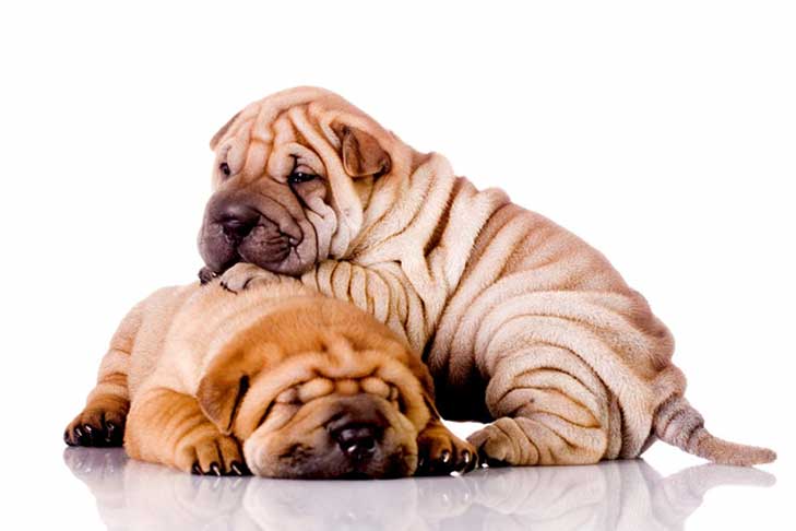 Shar Pei