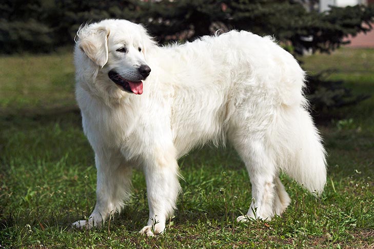 Slovakian Chuvach