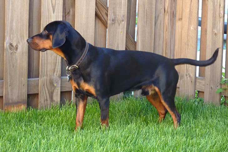 Slovakian Hound