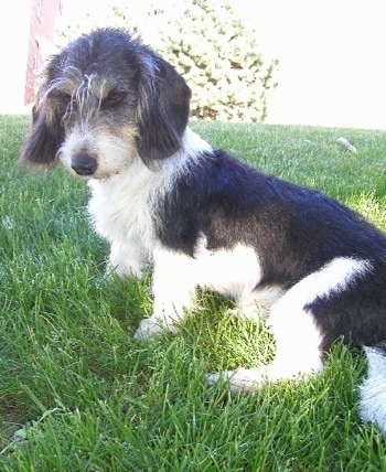 Small Swiss Hound