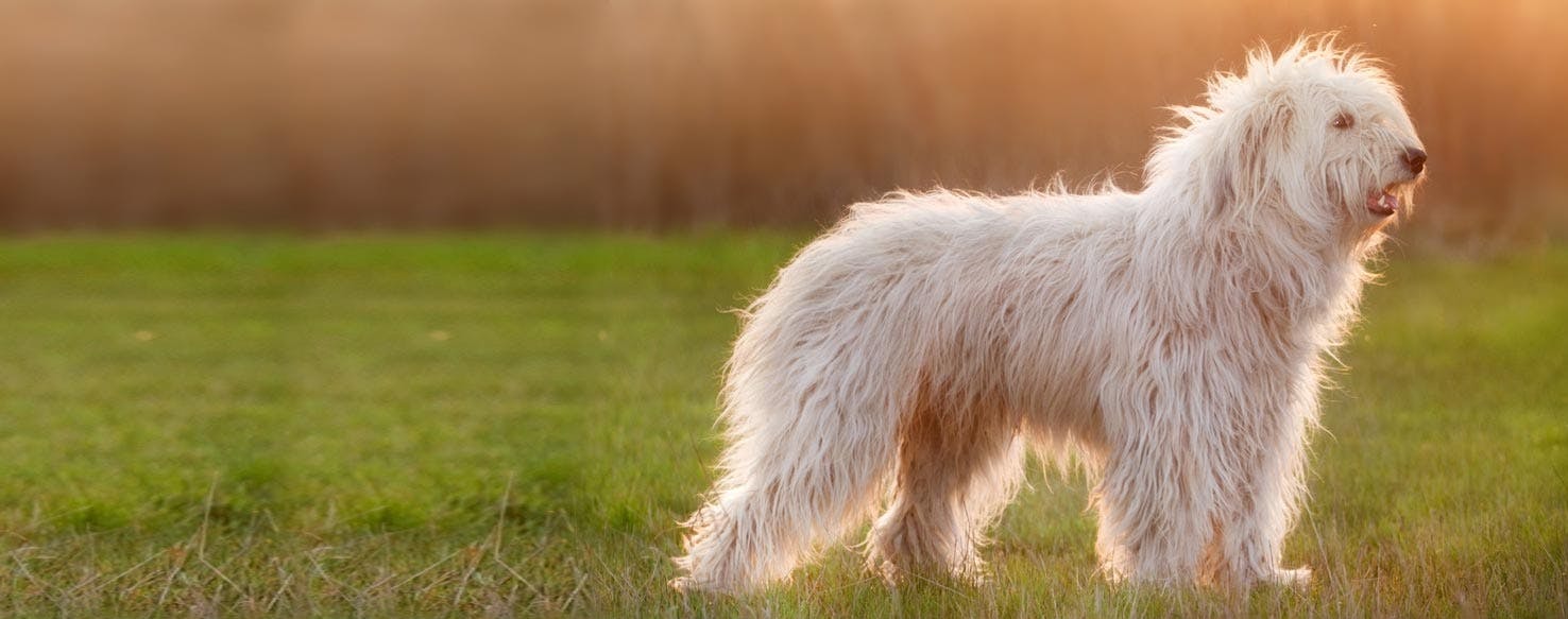 South Russian Shepherd Dog