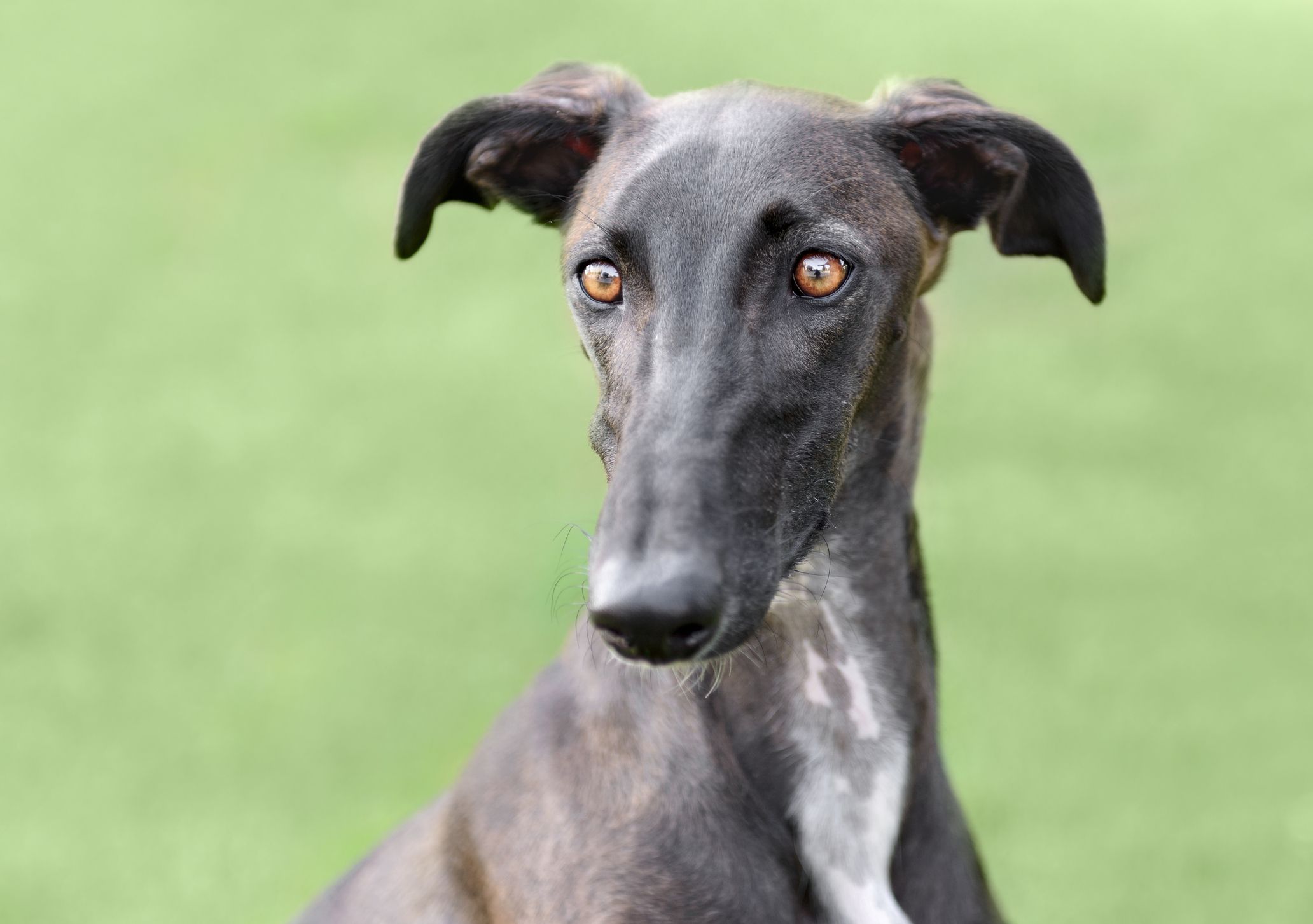 Spanish Greyhound