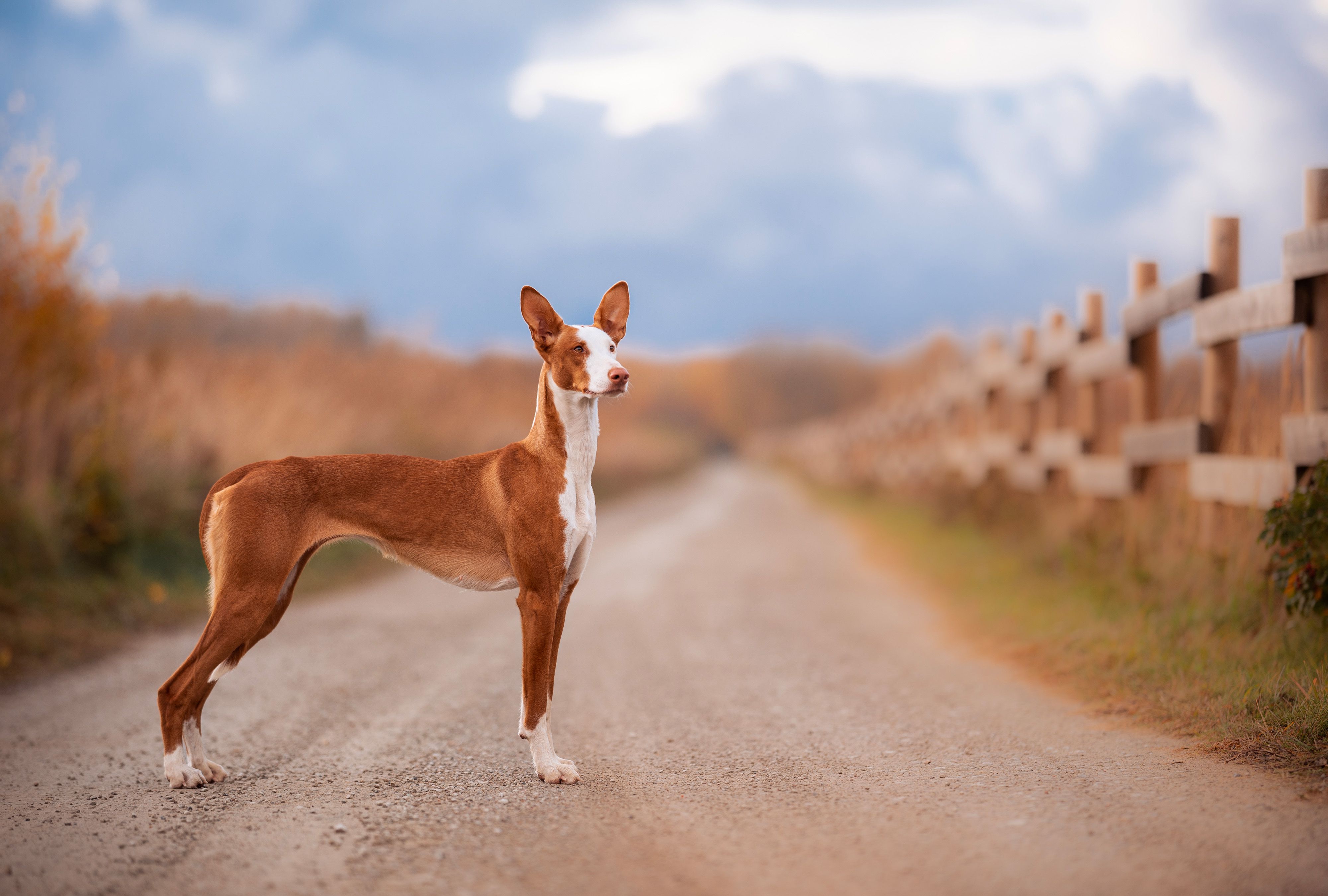 Spanish Hound