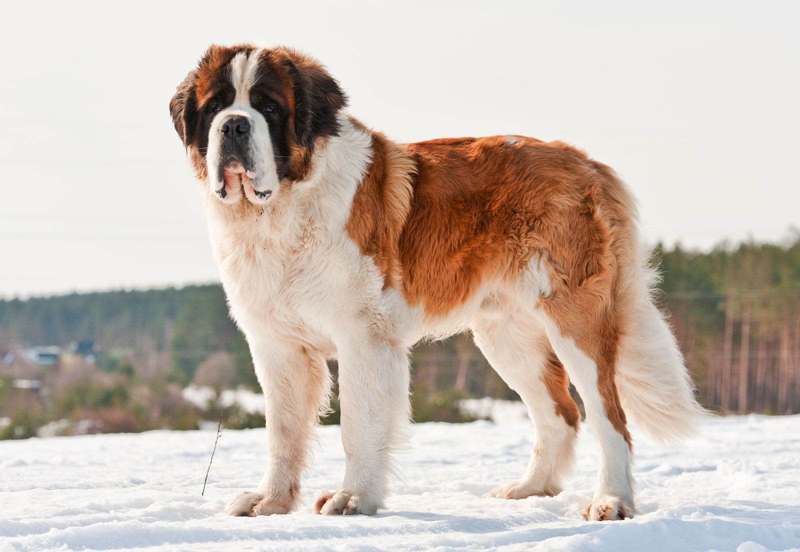 St Bernard