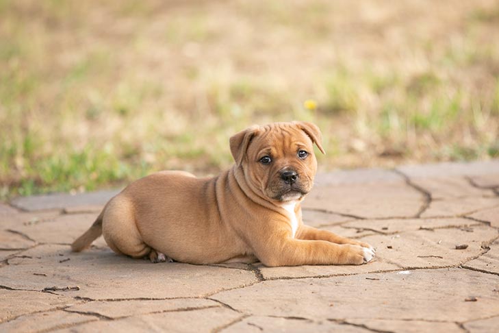 Staffordshire Bull Terrier