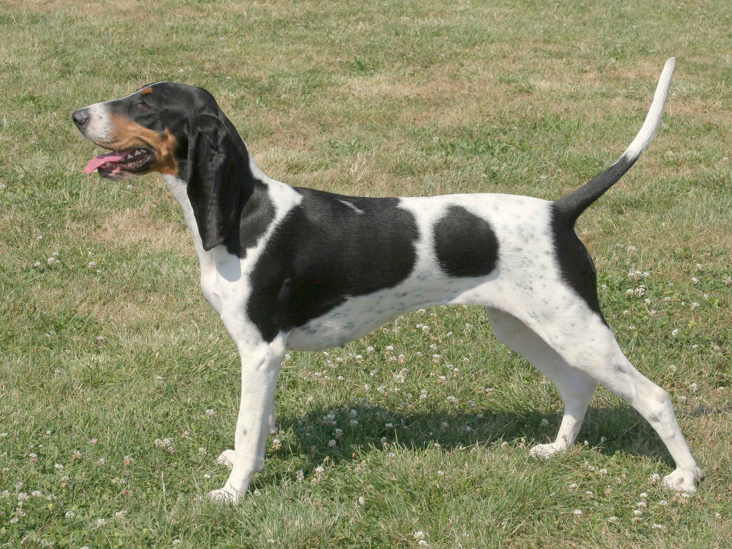 Swiss Hound