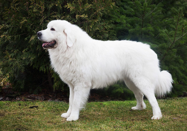 Tatra Shepherd Dog