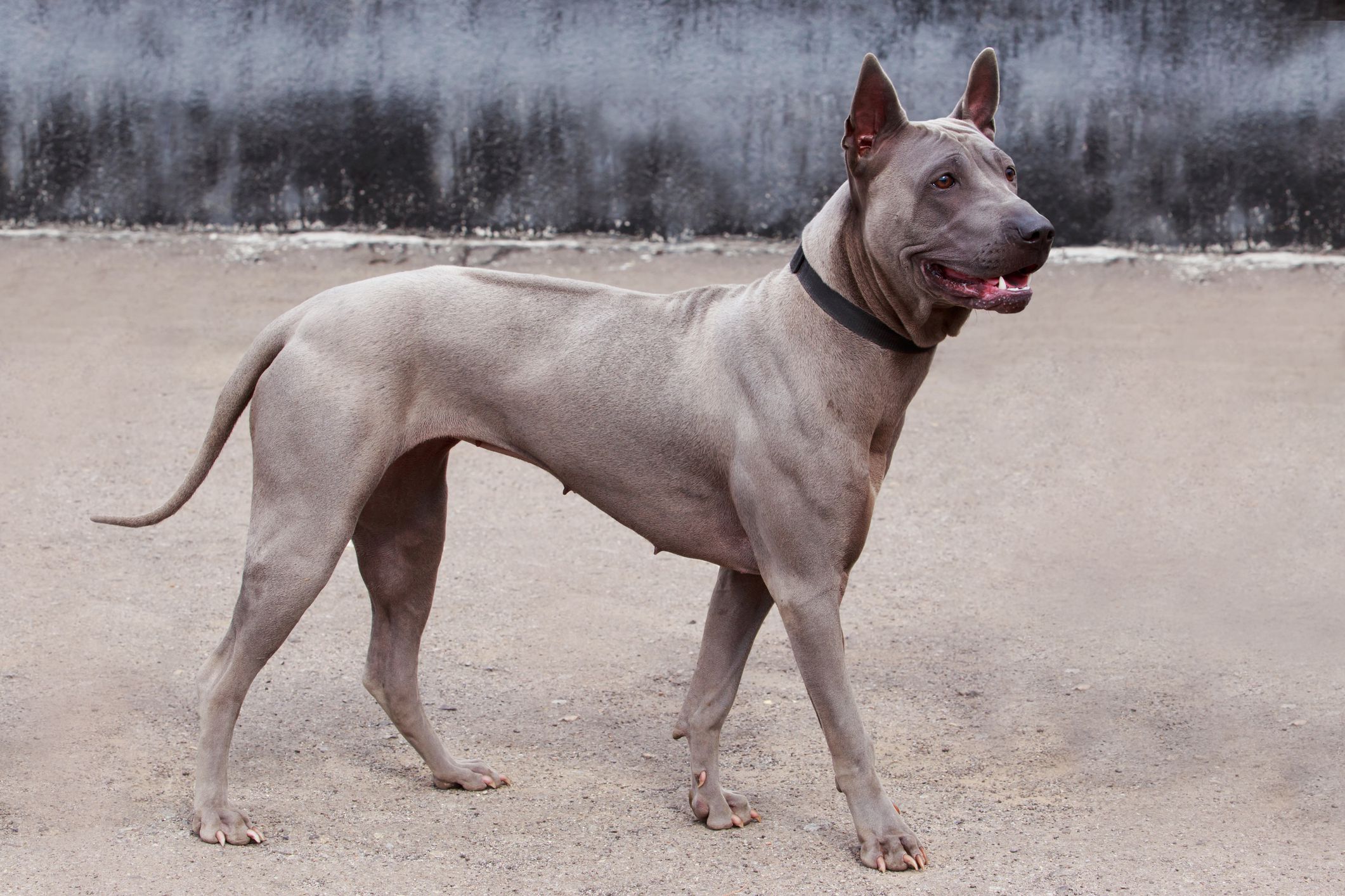 Thai Ridgeback Dog
